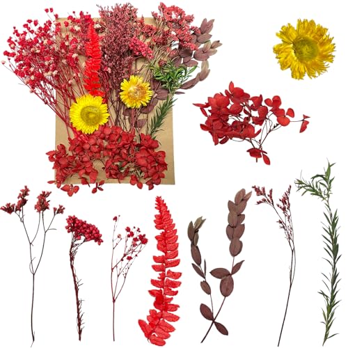 Getrocknete Blumen, gepresste Blumen, Trockenblumen, getrocknete Blumen, Basteln für Heimwerker, Kunstharz, Scrapbooking, Schmuckherstellung, Blumendekorationen(Rot) von RUGBOL
