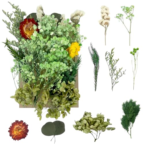 Getrocknete Blumen, gepresste Blumen, Trockenblumen, getrocknete Blumen, Basteln für Heimwerker, Kunstharz, Scrapbooking, Schmuckherstellung, Blumendekorationen (grün) von RUGBOL