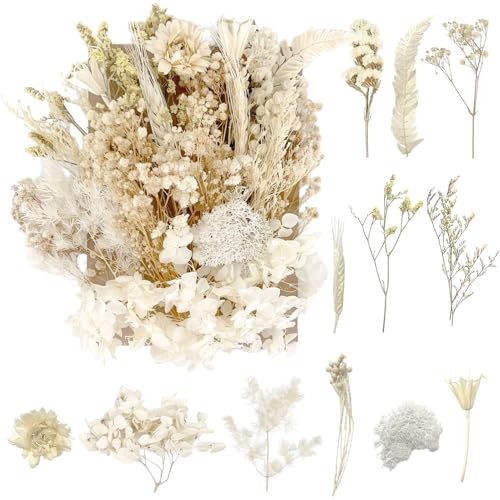 Getrocknete Blumen, gepresste Blumen, Trockenblumen, getrocknete Blumen, Basteln für Heimwerker, Kunstharz, Scrapbooking, Schmuckherstellung, Blumendekorationen (reines Weiß) von RUGBOL