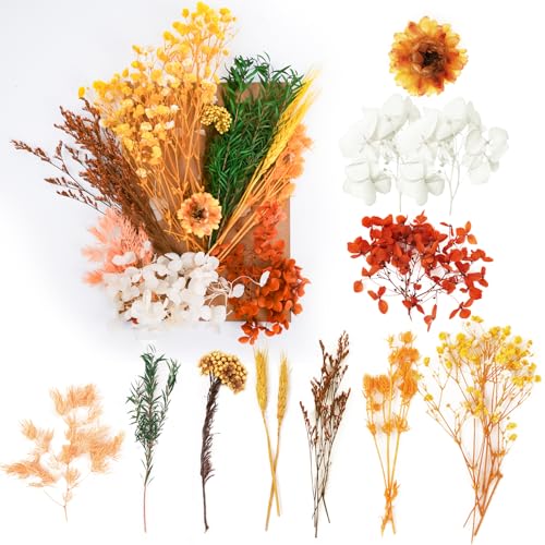 Trockenblumen, gepresste Blumen, Trockenblumen, Basteln für DIY-Kunst, Kunstharz, Scrapbooking, Schmuckherstellung, Blumendekorationen (Orange) von RUGBOL