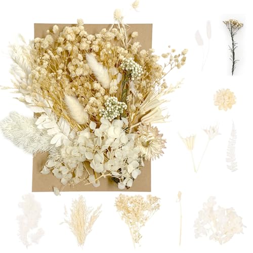 Getrocknete Blumen, gepresste Blumen, Trockenblumen, Trockenblumen, Basteln für DIY-Kunst, Kunstharz, Scrapbooking, Schmuckherstellung, Blumendekorationen (Rosa) von RUGBOL