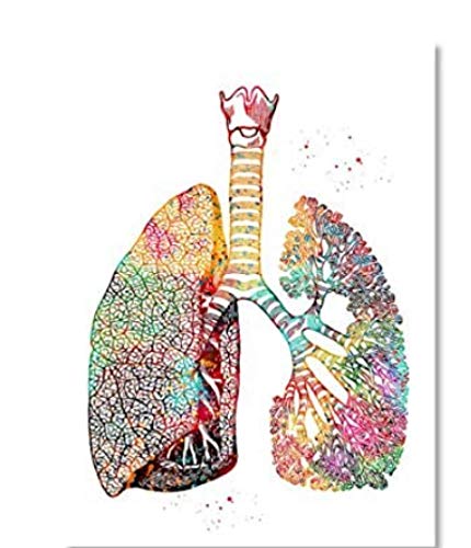 RUIYANMQ Aquarell Leinwand Kunst Bild Lungen Medizinische Poster Und Drucke Arztpraxis Home Decor Kp715Zs 40X60Cm Rahmenlos von RUIYANMQ