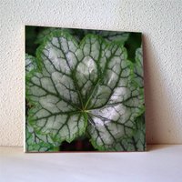 Silber Blätter Keramik Fliese, Untersetzer, Heuchera "Venus' Geschenk Für Gärtner, Verzierte Wandfliese, T1151 von RVJamesDesigns