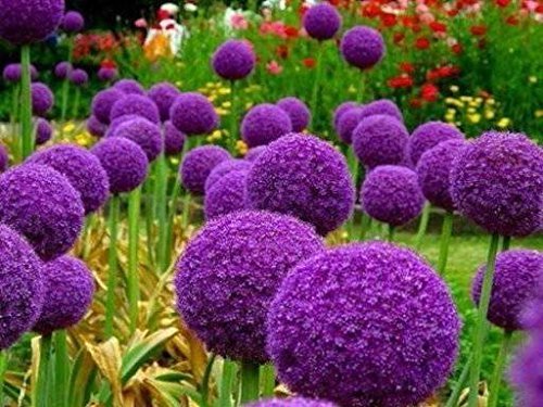 100 Purple Giant Allium Giganteum Schöne Blumensamen Gartenpflanze 95% seltene Blume für Kinder von RWS
