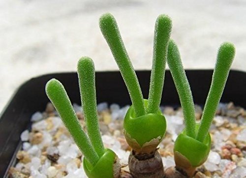 100 Samen – Hasenohren Frische Grün Lithops pseudotruncatella SEEDS Bonsai Sukkulente Plant Seeds * von RWS