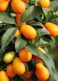 SONDERAKTION. 100seed/Bag Balkon Patio Potted Fruit Trees Samen Pflanzen Samen Kumquat Samen Orange Tangerine Citrus, von Grow Your Secret Garden
