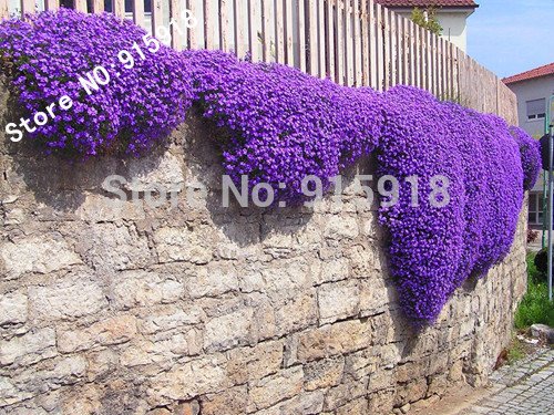 Samen Blumen 250 Samen D & # 39; Blaukissen – Wasserfall Purple Blumen-Woche, perenniales, das & # x2030; sistant den cerã & # x2 C6; S. von RWS