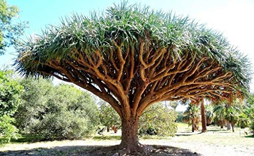 Baumsamen 10 Stück Drachenblut Baum der Kanarischen Inseln (Dracaena draco) besucht, exotisch, von RWS