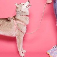 Leder Hundeleine - Rosa Handgefertigte Weiches & Strapazierfähiges Geschenk Für Hundeliebhaberinnen von RYANLeather