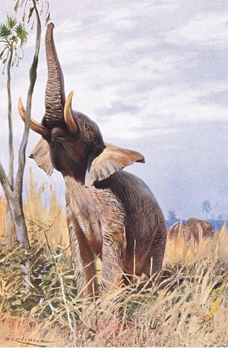 RZHRHJES Kunstwerk Bilder Leinwand Kunst Gemälde Leinwand Malerei Poster African Animal Illustration Fromwildlife of the World von Kuhnert Wandbild für Heimdekoration 60x90cm RZHRHJES Kunstwerk Bilder Leinwand Kunst Gemälde Leinwand Malerei Poster African Animal Illustration Fromwildlife of the World von Kuhnert Wandbild für Heimdekoration 60x90cm von RZHRHJES