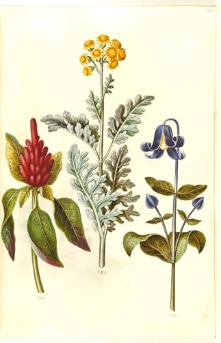 RZHRHJES Kunstwerk Bilder Leinwand Kunst Gemälde Leinwand Malerei Poster Amaranthus Cruentus by Hans Simon Holtzbecker Wandbild für Heimdekoration 60x90cm von RZHRHJES