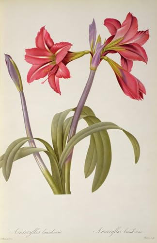 RZHRHJES Kunstwerk Bilder Leinwand Kunst Gemälde Leinwand Malerei Poster Amaryllis Brasiliensis von Pierre Redouté Wandbild für Heimdekoration 60x90cm RZHRHJES Kunstwerk Bilder Leinwand Kunst Gemälde Leinwand Malerei Poster Amaryllis Brasiliensis von Pierre Redouté Wandbild für Heimdekoration 60x90cm von RZHRHJES