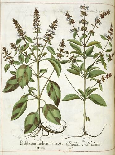 RZHRHJES Kunstwerk Bilder Leinwand Kunst Gemälde Leinwand Malerei Poster Basilikum aus Hortus Eystettensis von Basilius Besler Wandbild für Heimdekoration 60x90cm RZHRHJES Kunstwerk Bilder Leinwand Kunst Gemälde Leinwand Malerei Poster Basilikum aus Hortus Eystettensis von Basilius Besler Wandbild für Heimdekoration 60x90cm von RZHRHJES