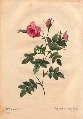 RZHRHJES Ölgemälde Wandbilder Abstrakte Leinwand Kunst Wandkunst Bild Druck Rose mit kleinen Blumen von Pierre Redouté Kunst Leinwand Poster für Wanddekoration 60x90cm RZHRHJES Ölgemälde Wandbilder Abstrakte Leinwand Kunst Wandkunst Bild Druck Rose mit kleinen Blumen von Pierre Redouté Kunst Leinwand Poster für Wanddekoration 60x90cm von RZHRHJES