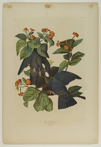 RZHRHJES Ölgemälde Wandbilder Abstrakte Leinwand Kunst Wandkunst Bild Druck Weißköpfige Taube Gedruckt von john jame audubon Kunst Leinwand Poster für Wanddekoration 60x90cm RZHRHJES Ölgemälde Wandbilder Abstrakte Leinwand Kunst Wandkunst Bild Druck Weißköpfige Taube Gedruckt von john jame audubon Kunst Leinwand Poster für Wanddekoration 60x90cm von RZHRHJES