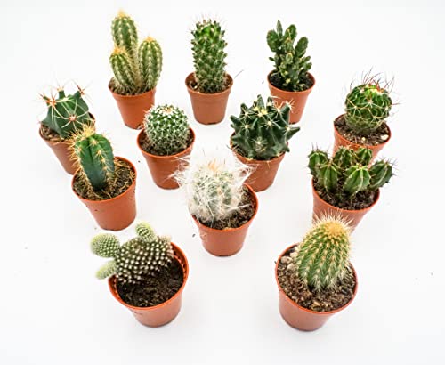 Kakteen Echte Pflanzen, Kaktus Pflanze, Set von Rabatini bestehend aus 12 Echten Voll Verwurzelten Kleinen Mini Pflanzen, Cactus Deko, Zimmerpflanzen Set, Höhe ca. 6–12 cm, im Ø 5cm Topf (12) von Rabatini