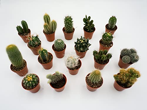 Kakteen Echte Pflanzen, Kaktus Pflanze, Set von Rabatini bestehend aus 18 Echten Voll Verwurzelten Kleinen Mini Pflanzen, Cactus Deko, Zimmerpflanzen Set, Höhe ca. 6–12 cm, im Ø 5cm Topf (18) von Rabatini