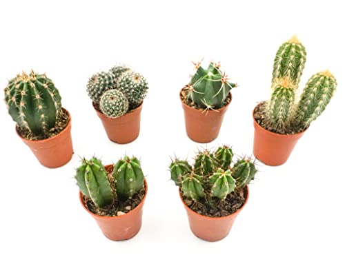 Kakteen Echte Pflanzen, Kaktus Pflanze, Set von Rabatini bestehend aus 6 Echten Voll Verwurzelten Kleinen Mini Pflanzen, Cactus Deko, Zimmerpflanzen Set, Höhe ca. 6–12 cm, im Ø 5cm Topf (6) von Rabatini