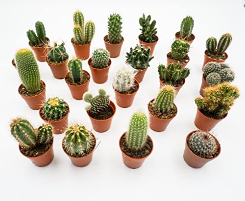 Kakteen Echte Pflanzen, Kaktus Pflanze, Set von Rabatini bestehend aus 24 Echten Voll Verwurzelten Kleinen Mini Pflanzen, Cactus Deko, Zimmerpflanzen Set, Höhe ca. 6–12 cm, im Ø 5cm Topf (24) von Rabatini