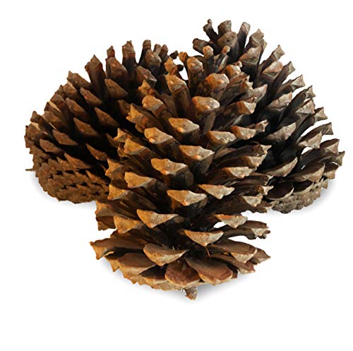 Radami 15 x XL Pinienzapfen Tannenzapfen Kiefernzapfen Pinien Zapfen 14-18cm von Radami