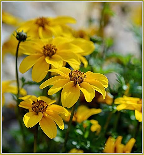 Radny 100 Stück Bidens Goldene Blumensamen von Radny