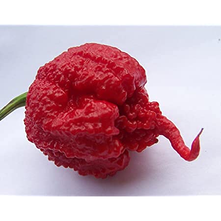 Radny 100 Stück Carolina Reaper Pfeffersamen von Radny