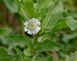 Radny 100 Stück Eclipta prostrata YERBA Blumensamen von Radny