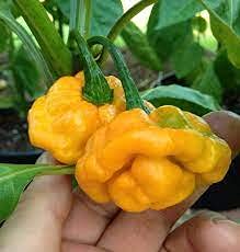 Radny 100 Stück Jamaican Scotch Bonnet Pepper Samen von Radny