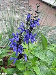 Radny 100 Stück 'Schwarz und Blau' Salvia Guaranitica Salbei Mehrjährige Blumensamen von Radny