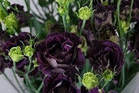 Radny 20 Stück SCHWARZE PERLE UND KALK GRÜNE LISIANTHUS BLUMENSAMEN von Radny