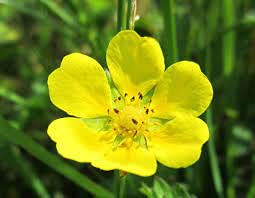 Radny 200 Stück Tormentil Blumensamen von Radny