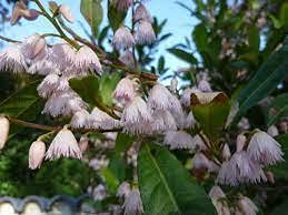 Radny 3 Stück Elaeocarpus Reticulatus Blueberry Ash Blumensamen von Radny