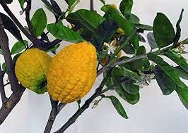 Radny 5 Stück Citron Citrus Medica Etrog Esrog Obstpflanzensamen von Radny