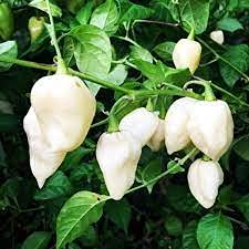 Radny 50 Stück White Ghost Pepper Samen von Radny