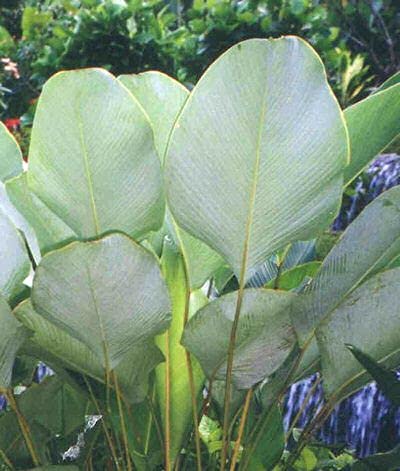 Radny 8 Stück Calathea Lutea Mexikanische Zigarrenpflanzensamen von Radny