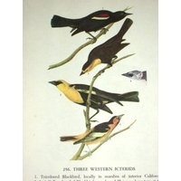 Audubon Es Birds Of America, Buchschild, 1950, Erste Ausgabe, 256 Three Westernknöpfe/255 Meadowlark von RaesVintage