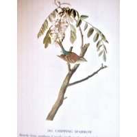 Audubon Es Birds Of America, Buchschild, 1950, Erste Ausgabe Buchseite, 281 Schieferfarbener Junco, 282 Chipping Spatz von RaesVintage