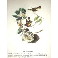 Audubon Es Birds Of America, Buchseite Druck 1950, Erste Ausgabe, 253 Redstart/254 Bobolink, Ungerahmte Drucke von RaesVintage