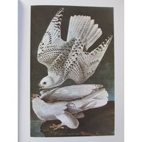Audubon's Birds Of America, Gyrfalcon Druck, Ungerahmter Farbplatte, Buchseite, Buchplatte von RaesVintage