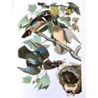 Audubon's Birds Of America, Holz Ente, Ungerahmter Druck, Farbplatte, Buchseite, Buchplatte von RaesVintage