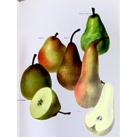 Birnen, Farbteller, 7, 75 X 11, 5 In, Vintage Buch Seite Illustration Von Marilena Pistoia, Ungerahmter Druck von RaesVintage