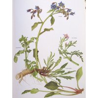 Borage/Wassercress/Seerakete/Wandrakete, Farbplatte, 7, 75 X 11, 5 In, Vintage Illustration Von Marilena Pistoia, Ungerahmter Buchdruck von RaesVintage