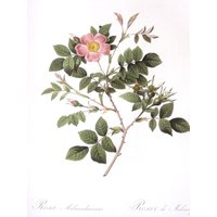 Botanik Druck-Redoute - Malmedy Rose, 2-Seitige Buchseite, 26 X 33 cm Botanik Druck-Redoute - Malmedy Rose, 2-Seitige Buchseite, 26 X 33 cm von RaesVintage