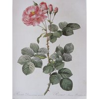 Botanik Druck-Redoute - Weiße Rose, Celestial/Banks 2-Seitig, 26 X 33 cm von RaesVintage