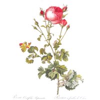 Botanik Print-Redoute - Celery Leaved Variety, Kohlrose/Anjou Rose, -Seiteig, 10 X 13 in Nature Print Color Plate Buchseite von RaesVintage