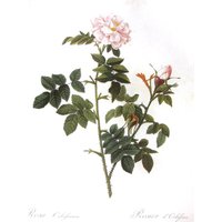 Botanik Print-Redoute - Frankfurter Rose/Eglantine Rose, 2-Seitige Buchseite, 10 X 13 In von RaesVintage
