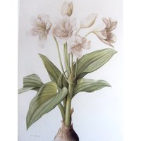 Botanik Print-Redoute-Giant Sider Lilie, Ungerahmter Blumendruck/Farbteller/Naturdruck/1986 von RaesVintage