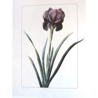 Botanik Print-Redoute - Iris Des Sables/Trauer Iris, Ungerahmte Buchseite, Naturdruck, 1986 von RaesVintage