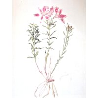 Botanik Print-Redoute-Lilie Von Lima, Ungerahmter Buchseitendruck, Naturdruck, Farbteller, 1986 Botanik Print-Redoute-Lilie Von Lima, Ungerahmter Buchseitendruck, Naturdruck, Farbteller, 1986 von RaesVintage