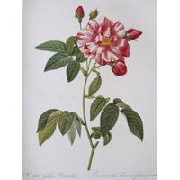 Botanik Print-Redoute - May Rose/Tomentose Rose, 2-Seitige Vintage Buchseite, 10 X 13 In von RaesVintage